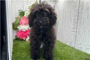 Octavia - Havapoo for sale