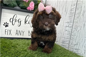 Zuri - Havapoo for sale