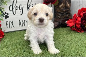 Khloe - puppy for sale
