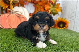 Nick - puppy for sale