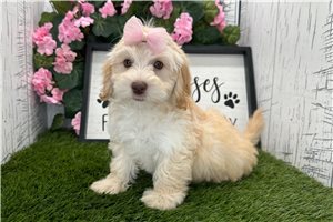 Zena - Havapoo for sale