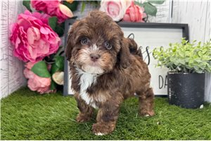 Ashley - Havapoo for sale
