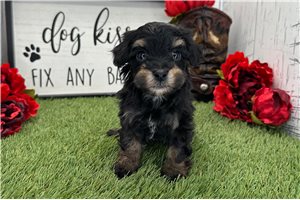 Carlos - Havapoo for sale