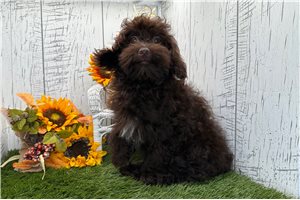 Zane - Havapoo for sale