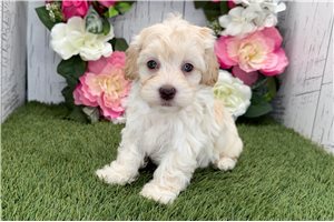 Khloe - Havapoo for sale