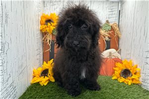 Octavia - Havapoo for sale