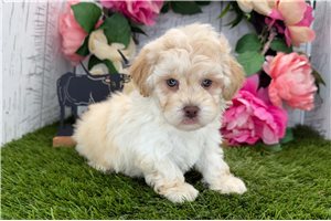 Kingston - Havapoo for sale