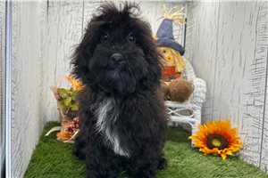 Zander - Havapoo for sale