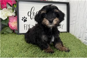 Carlos - Havapoo for sale