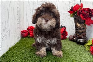 Kamilla - Havapoo for sale