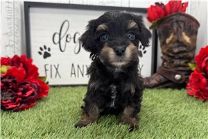 Colton - Havapoo for sale