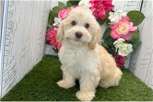 Zena - Havapoo for sale