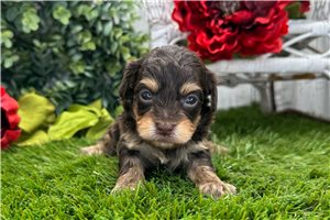 Celeste - puppy for sale