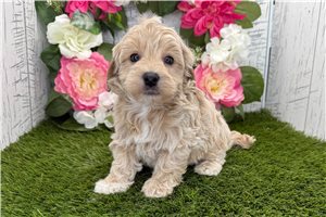 Malfoy - Havapoo for sale