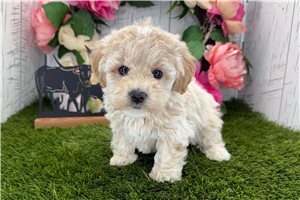 Kinsley - Havapoo for sale