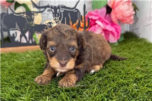 Mathias - Havapoo for sale