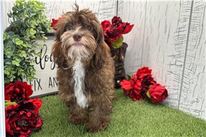 Ashley - Havapoo for sale