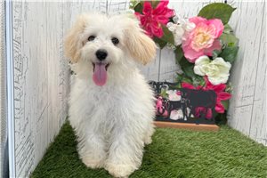 Osiris - puppy for sale