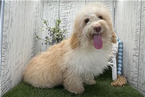 Arnold - puppy for sale