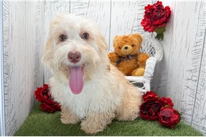 Alex - puppy for sale