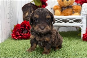 Zachary - puppy for sale