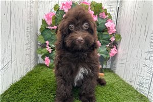 Zane - Havapoo for sale