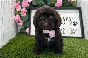Zane - Havapoo for sale