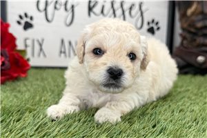 Osiris - puppy for sale