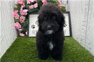 Olive - Havapoo for sale