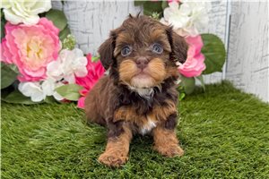 Mathias - Havapoo for sale