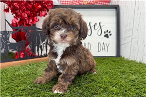 Ashley - Havapoo for sale