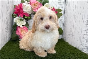 Alex - Havapoo for sale