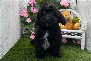 Zander - Havapoo for sale