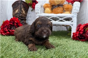Zuri - puppy for sale