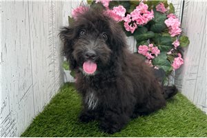 Olive - Havapoo for sale