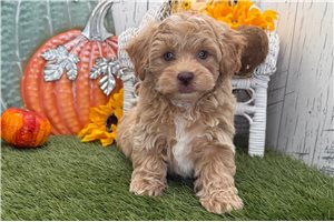 Cooper - puppy for sale
