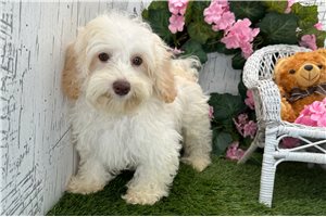 Ziggy - Havapoo for sale