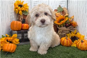 Chloe - puppy for sale