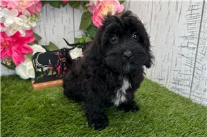 Zander - Havapoo for sale