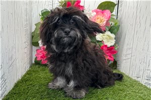 Callie - Havapoo for sale