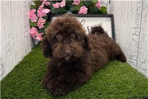 Oswald - Havapoo for sale