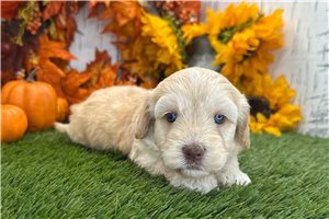 Zayvion - Havapoo for sale