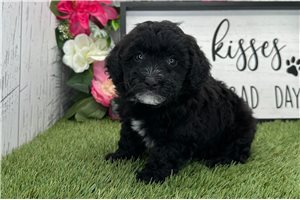 Olive - Havapoo for sale