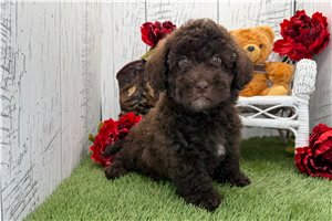 Oswald - Havapoo for sale