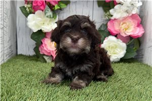 Kamilla - Havapoo for sale