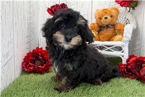 Carlos - puppy for sale