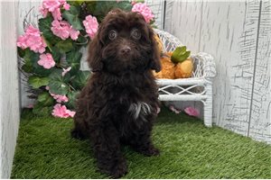 Zane - Havapoo for sale