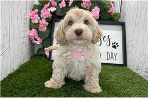 Zorro - Havapoo for sale