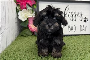 Callie - Havapoo for sale
