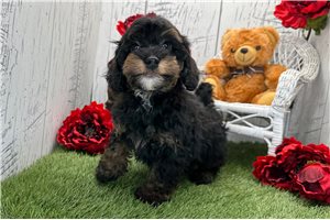Colton - Havapoo for sale